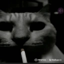 CatDespairSmoke emote