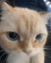 Looker animated emote