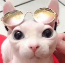 bingusdrip emote