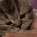 sadding emote