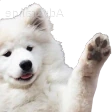 puppy_hi emote