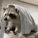 raccHIDE emote