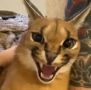 angyfloppa emote