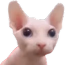 Bingus emote