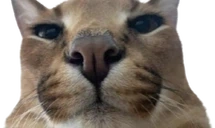 FloppaLookingAtYou emoji