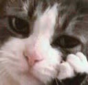 cathinking2 emote