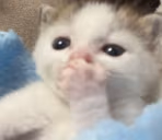 gasp emote