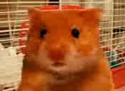 cosiekurwagapisz emote