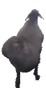 Package emote
