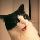 whatthefuck emote