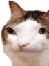 kiisu_dumb emote