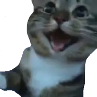 happy_cat emote