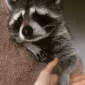 CE_Raccoon3 emote