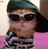 cat emote