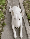 Sadge emote