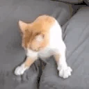 catLeave emote
