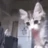 Yo_Dap_Kitten emote