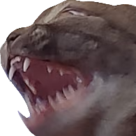 angRYCAT emote