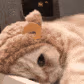 catbear emote