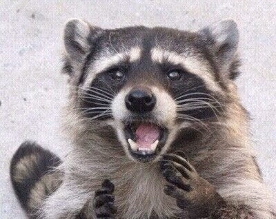 sad_Raccoon emote