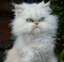 Angrycat emote