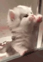 uppies emote