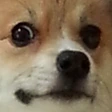 cuteassdog emote