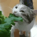 Lettuce emoji