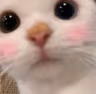 CE_PeekBlush emote