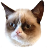 GrumpyCat emote