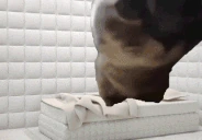 ChipiChipiChapaChapaDubiDubiDabaDabaMagicoMiDubiDubiBumBumBumBum emote