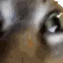 INSANECAT emote