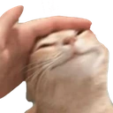 goodcat emote