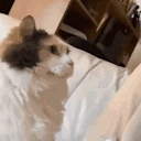 HEADTOTHEFUCKINGWALL emote