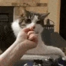 Cat_impressed emote