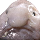blobfish emote