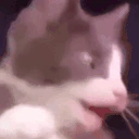 CatPog emoji