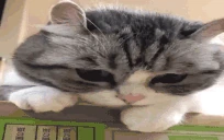 skuchnoblin emote