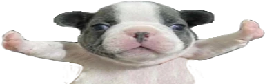 STOPFIGHTINGwidest emote