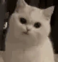 kuh emote