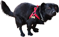 Nuno emote