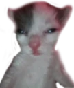 kitterhuh emote