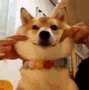 Grabbed_Cheeks_Dog emote