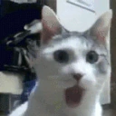 suprisedcat emote