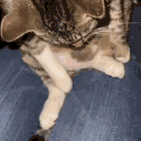 catFatty animated emote
