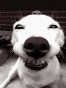 dogSmile emote