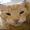 MyHonestReaction animated emote