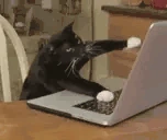 Catting emote