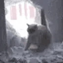 catLeave emote