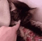 CE_SleppyCatto emote
